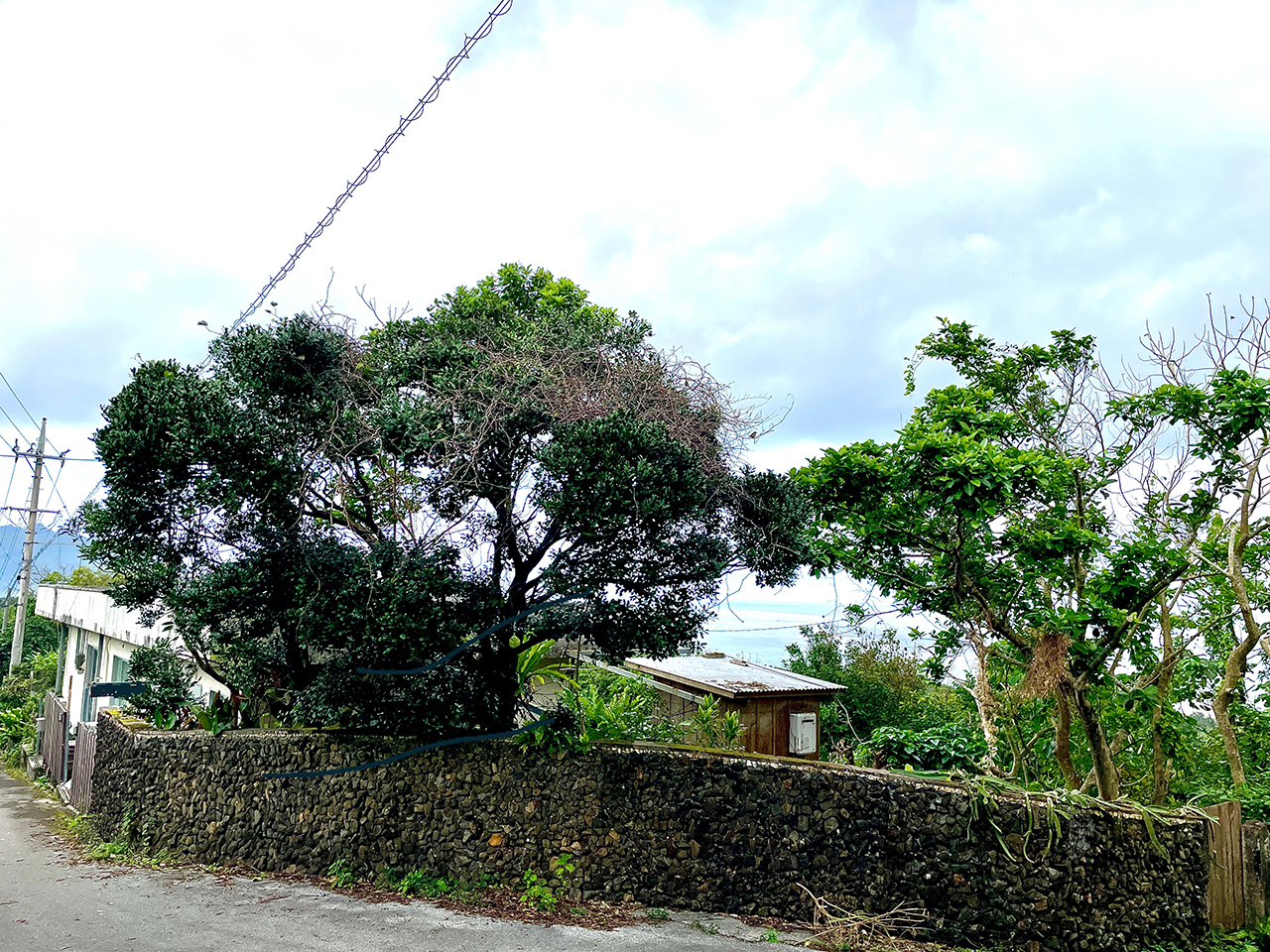 detached 川平山原